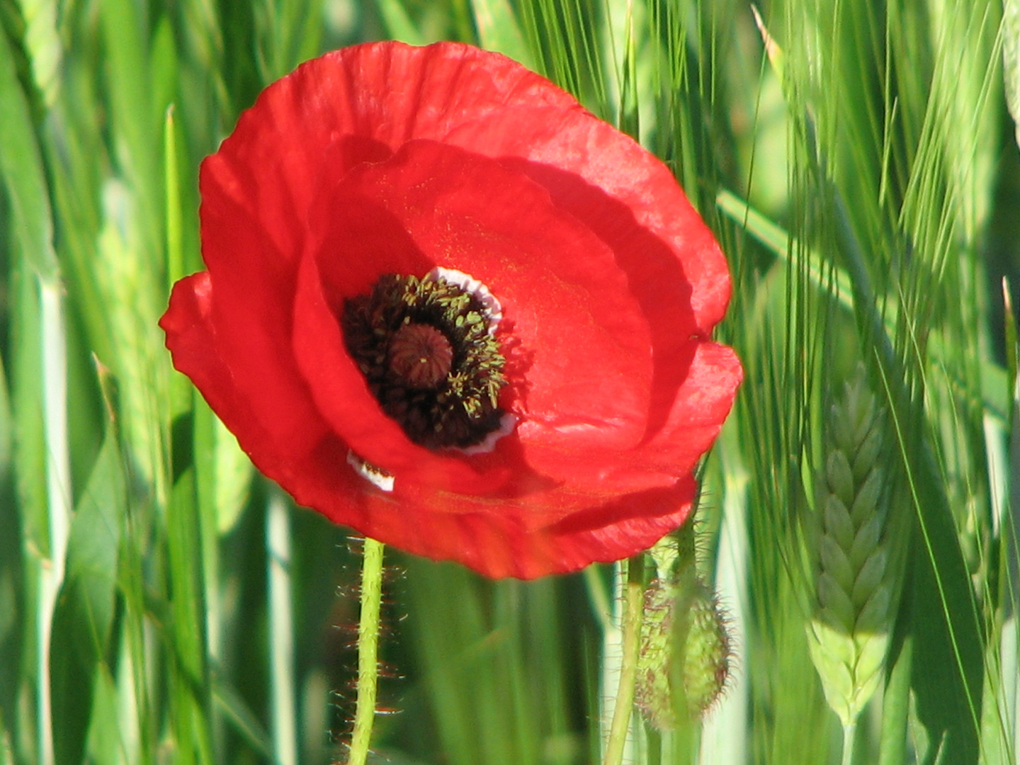 rosso papavero