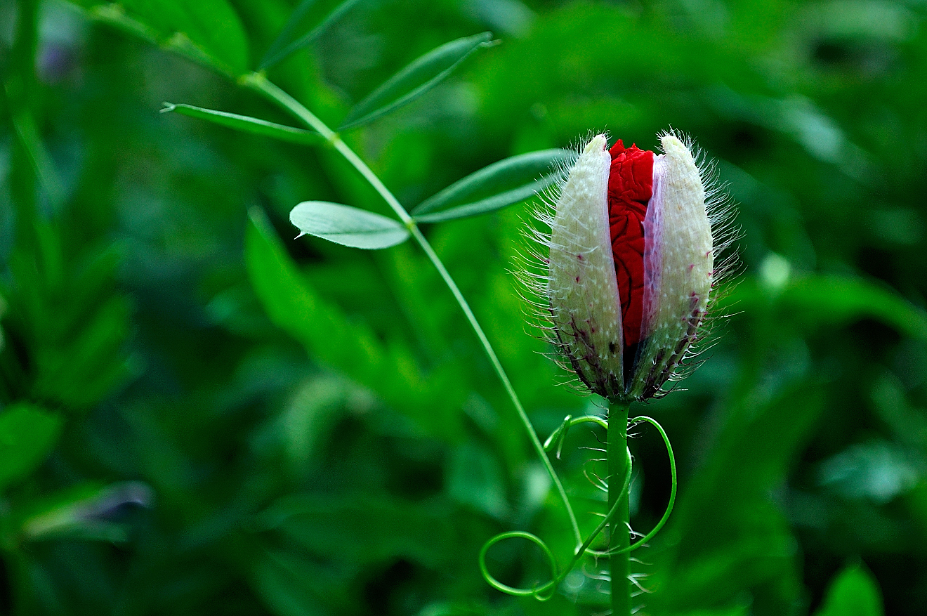 Rosso porpora