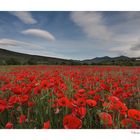 Rosso primaverile