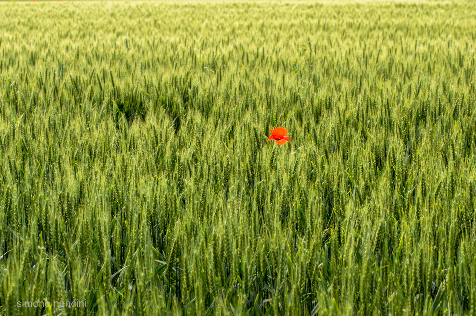 rosso solitario