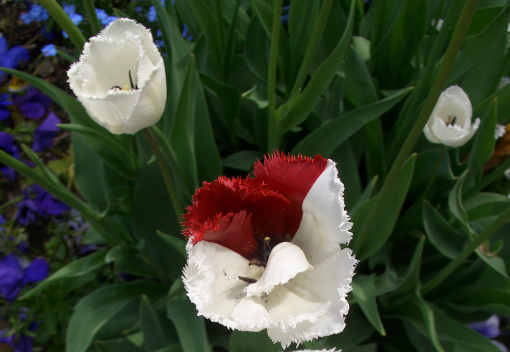 Rosso su Bianco