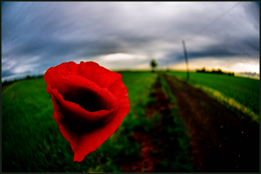 rosso su verde