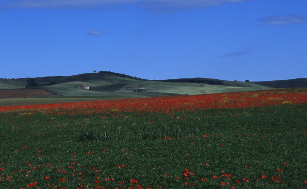 rosso toscano