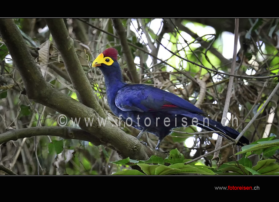 Ross's Turaco