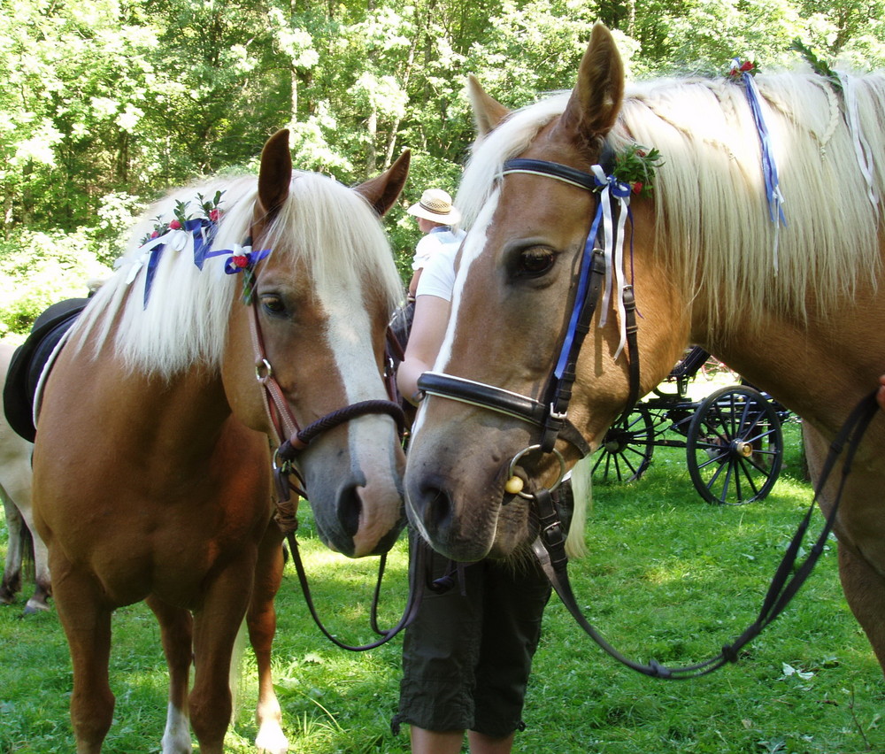 Rosstag Rottach Egern 2008 --40 jähriges Jubiläum