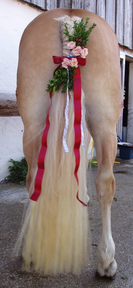 Rosstag Rottach Egern 2008 , 40jähriges Jubiläum