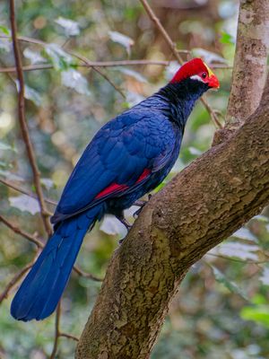 Rossturako (Tauraco rossae)