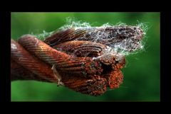 Rost