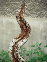 Rost 3