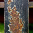 Rost