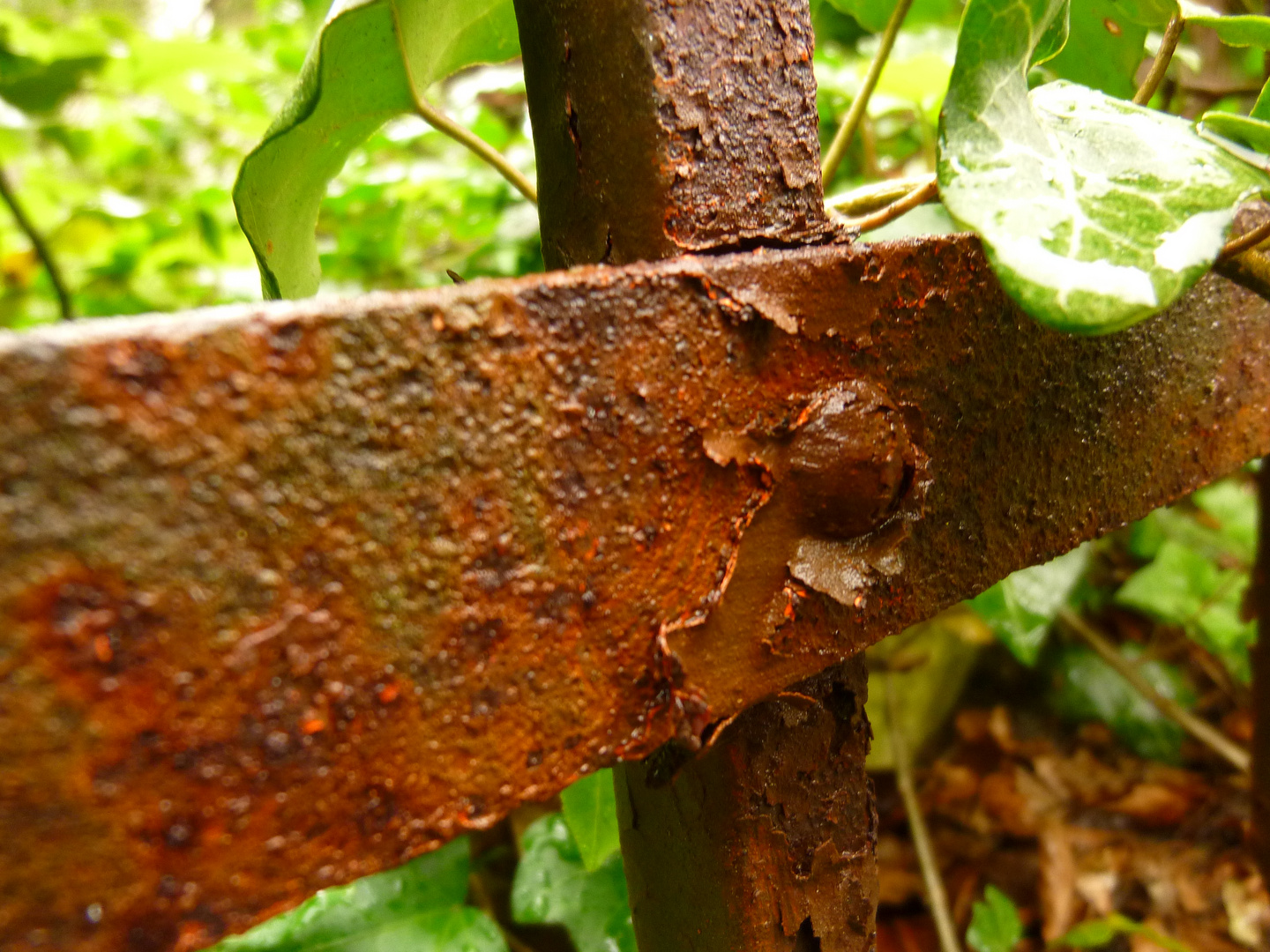 Rost