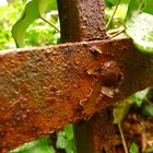 Rost