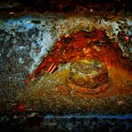 Rost (6)