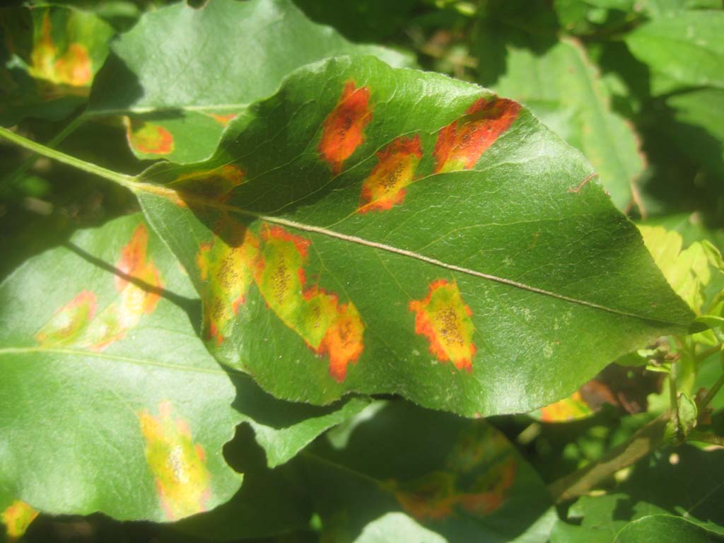  Rost am Apfelbaum 