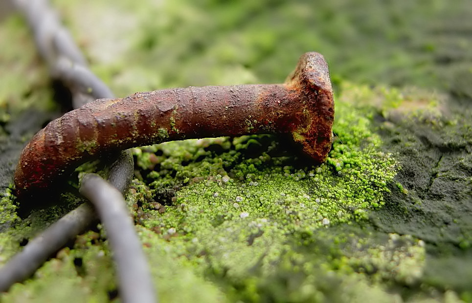 Rost auf Grün