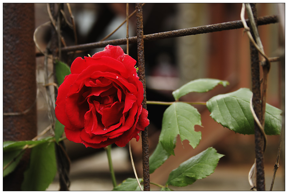 Rost-Blüte