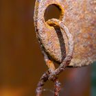 Rost