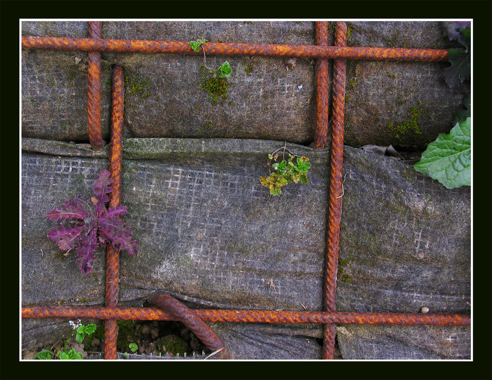 Rost.... die Farbe, die eigentlich gut in die Natur passt....