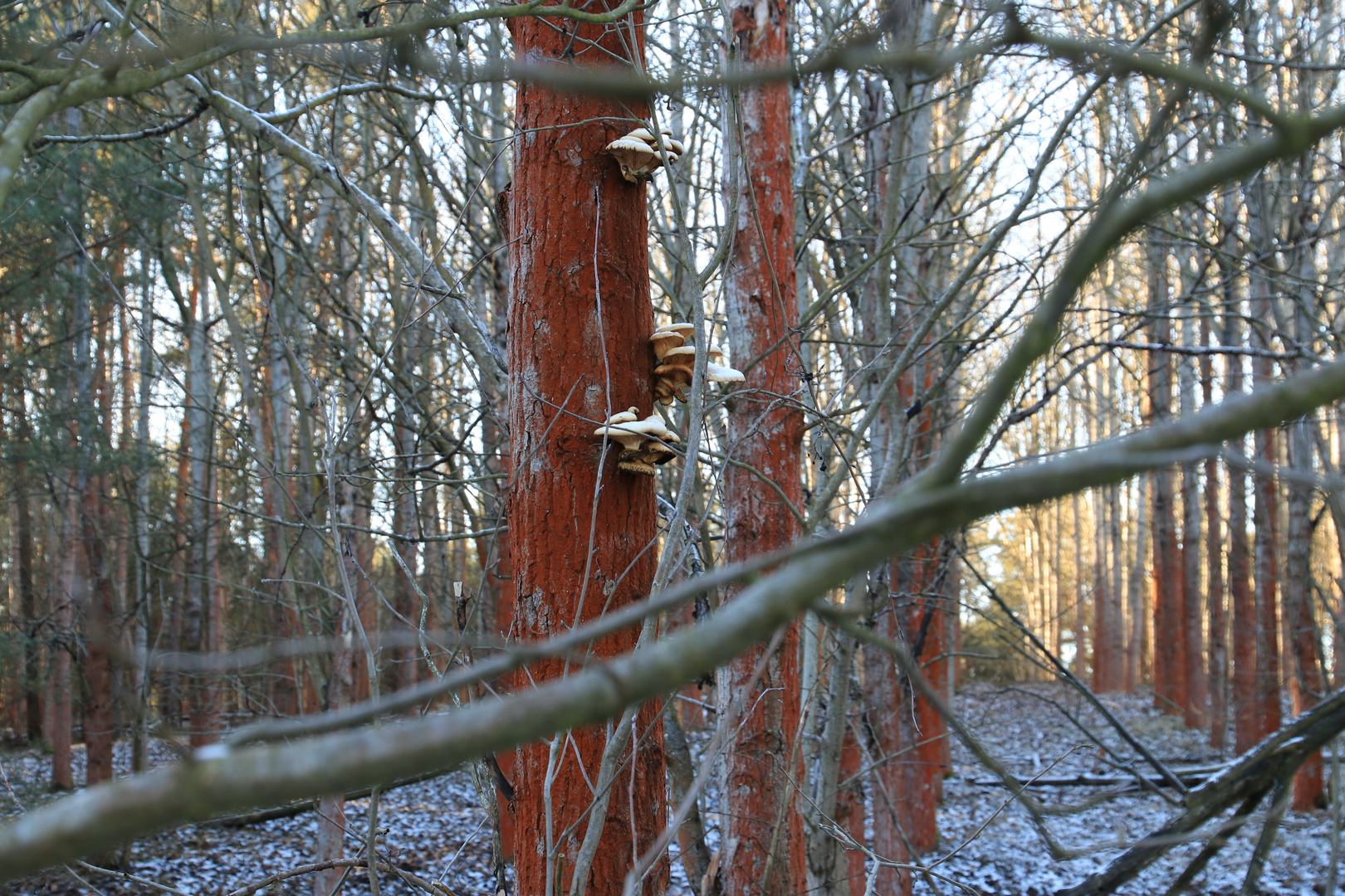 Rost gegen Frost