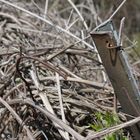 Rost im Gestrüpp...