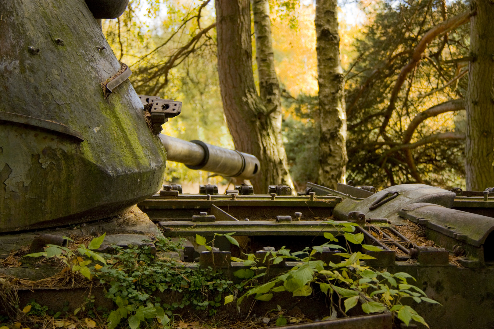 Rost im Wald