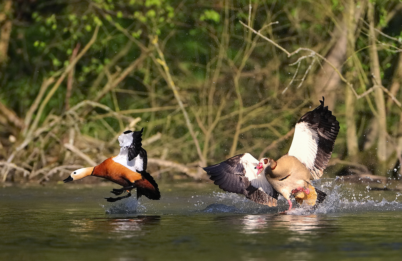 Rost-Nilgans