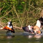 Rost-Nilgans