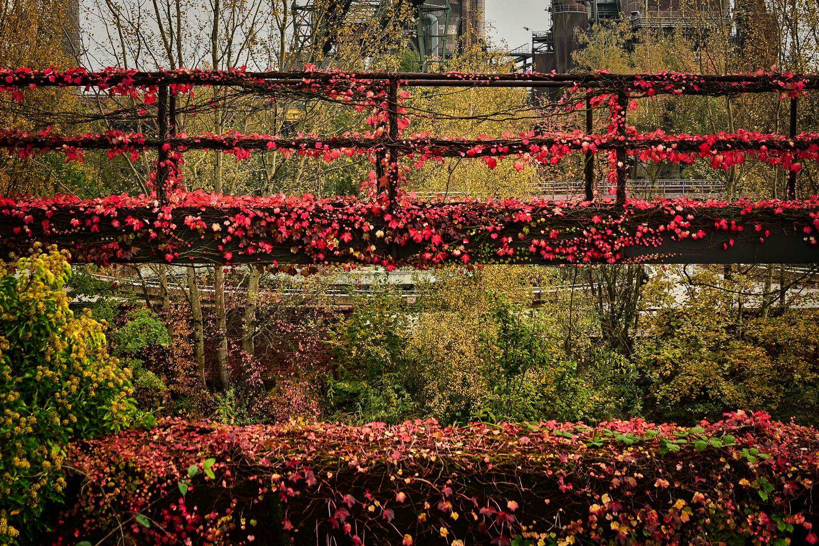 Rost-Rot