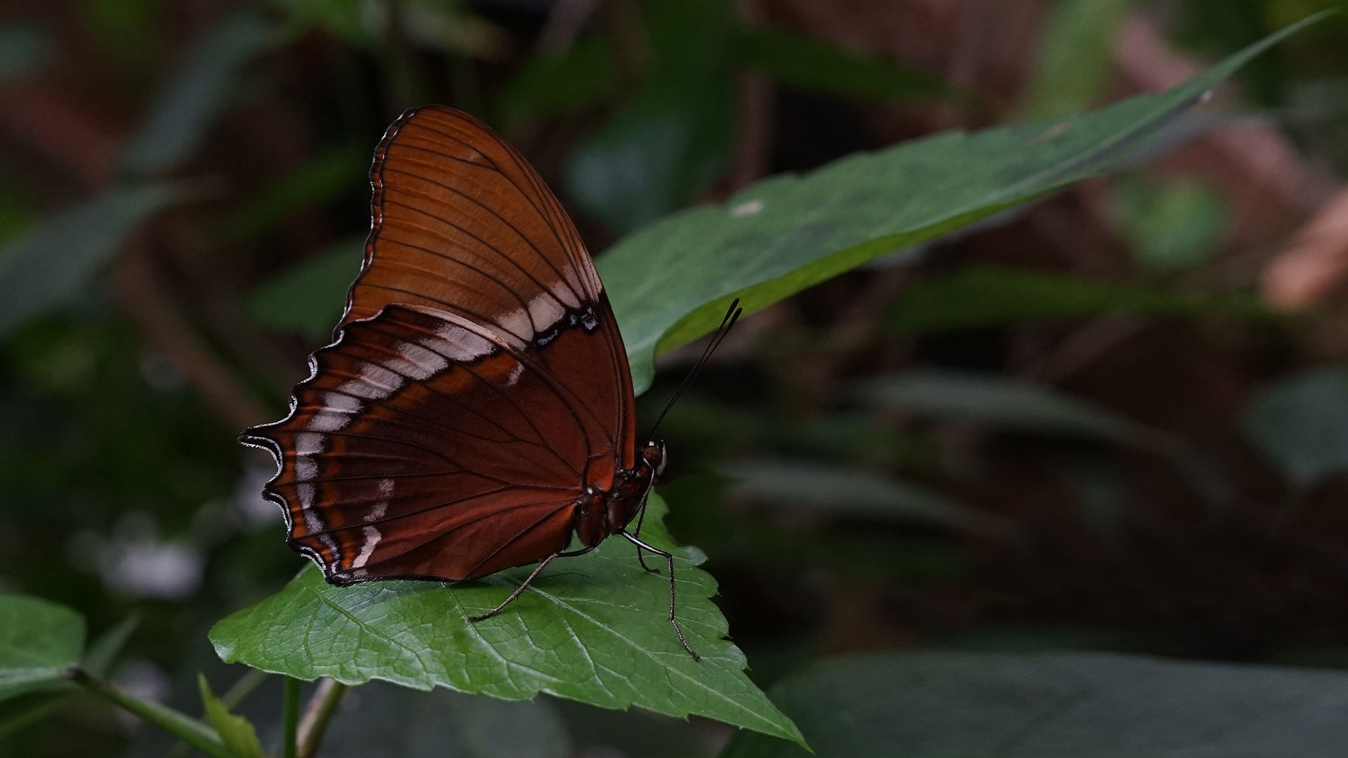 Rost-Spitzen Blatt / Spiroeta Epaphus