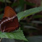 Rost-Spitzen Blatt / Spiroeta Epaphus