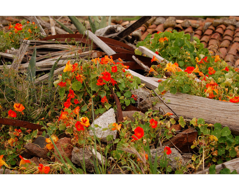 Rost und Blumen