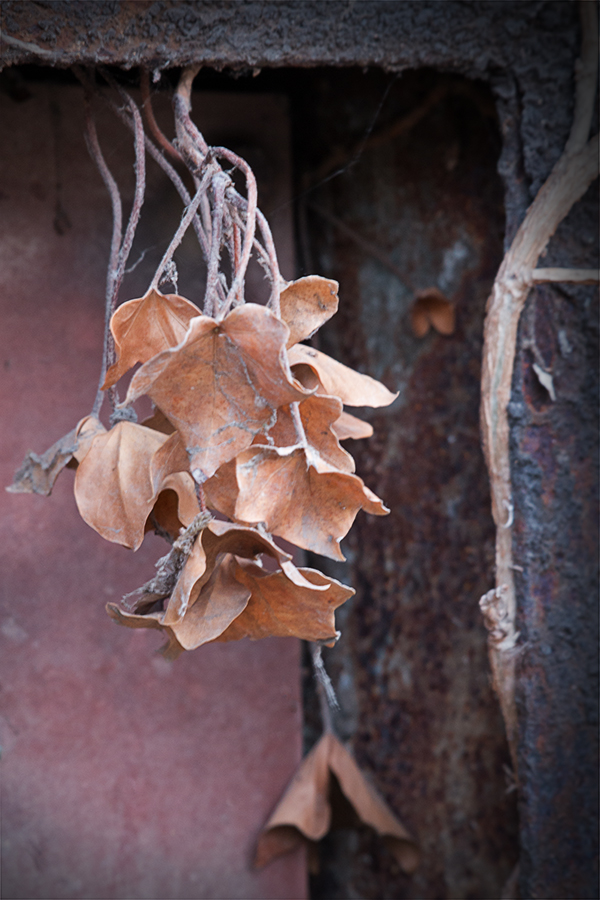 Rost und Efeu