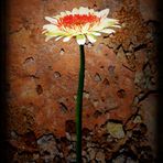 Rost und Gerbera