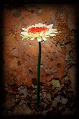 Rost und Gerbera