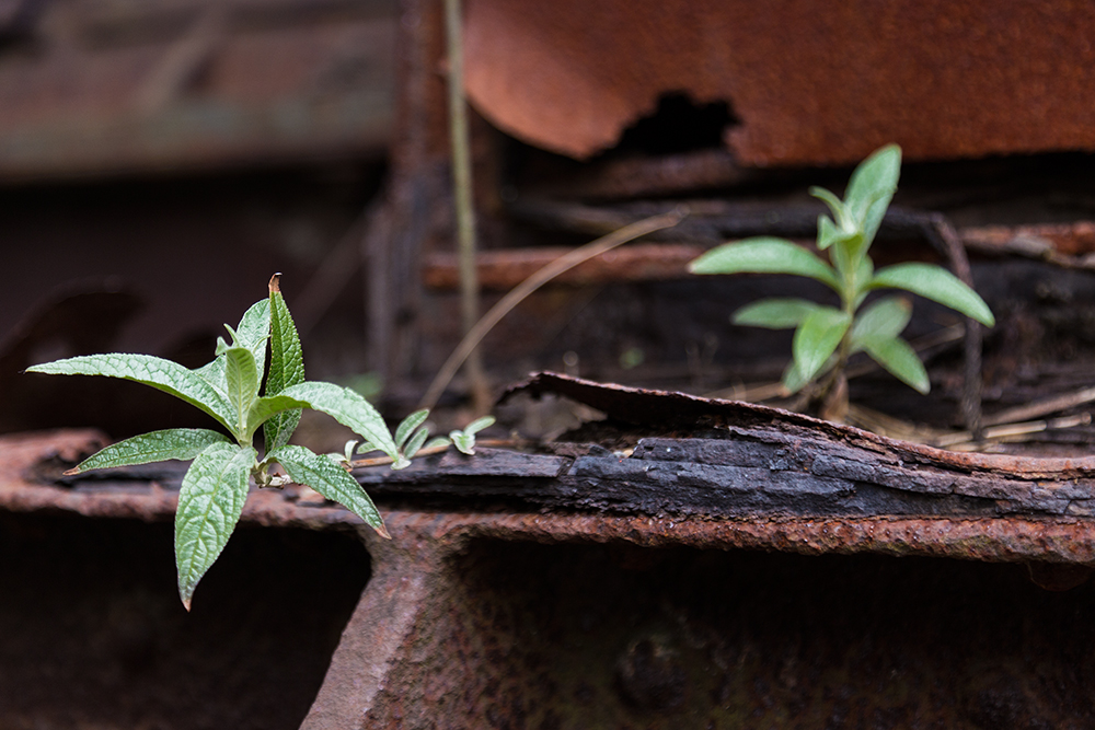 Rost und Grün (III)