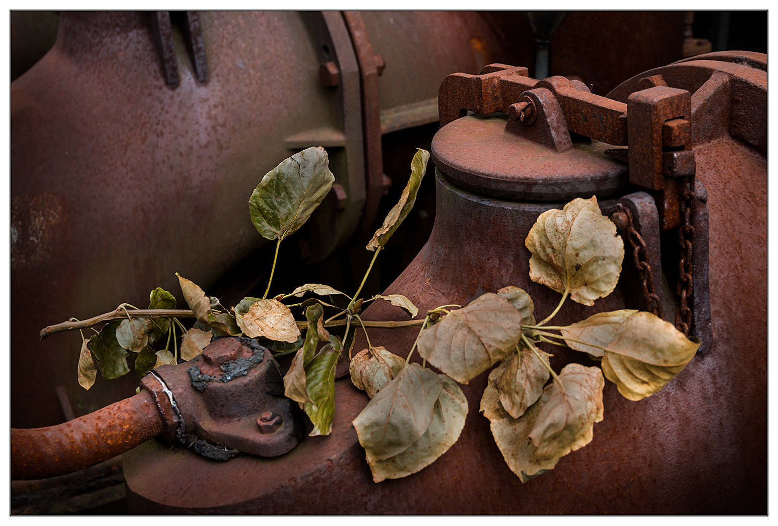 Rost und Herbstlaub