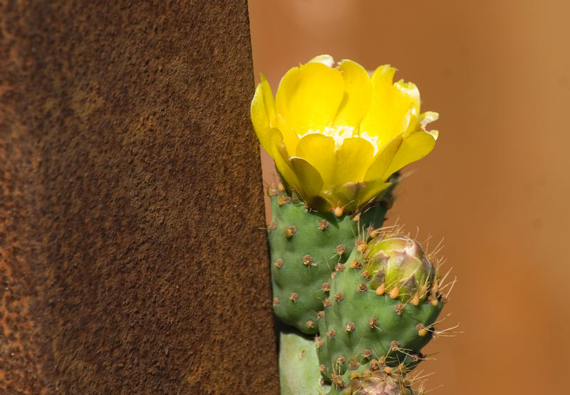 Rost und Kaktus