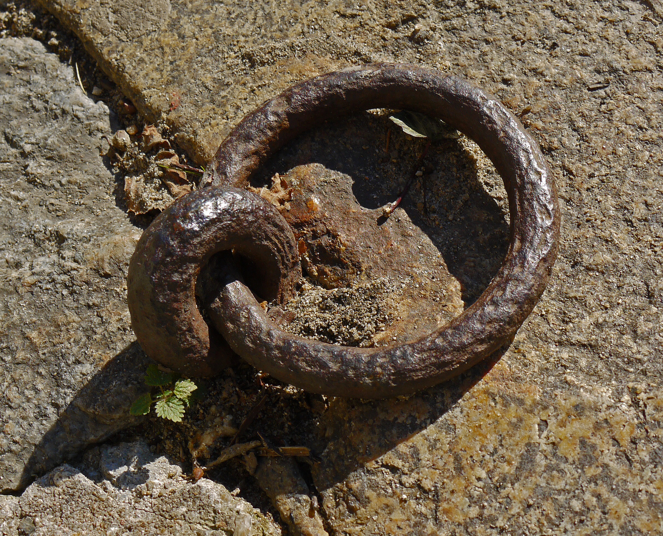 Rost und neues Leben