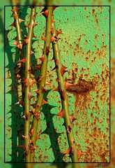 Rost und Rosen / Rust and roses