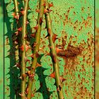 Rost und Rosen / Rust and roses