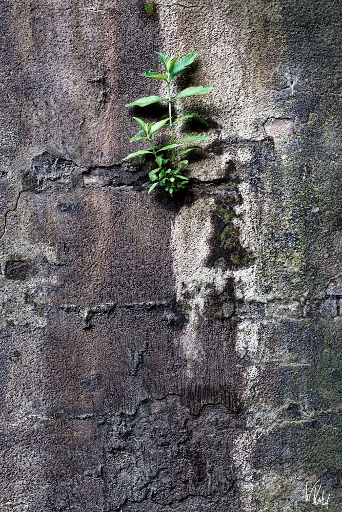 Rost und Schrott