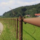 Rost und trockene Gräser