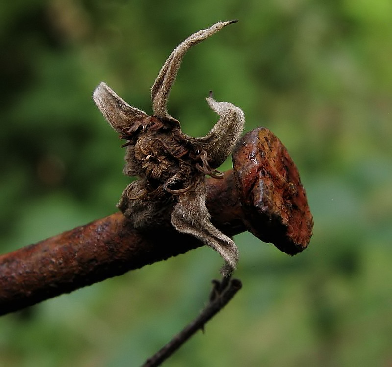 Rost und welk