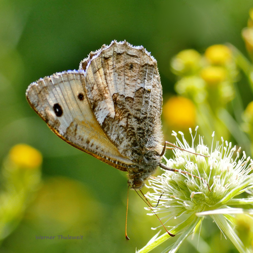 Rostbinde (Hipparchia semele) 