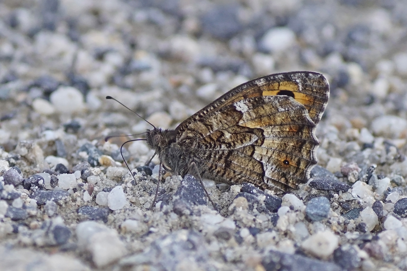 Rostbinde (Hipparchia semele)