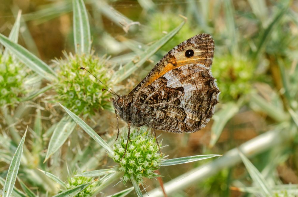 Rostbinde (Hipparchia semele)