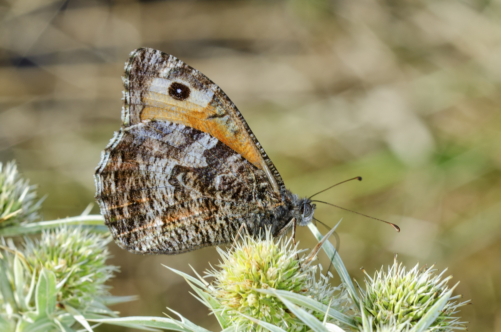 Rostbinde (Hipparchia semele)