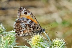 Rostbinde (Hipparchia semele)