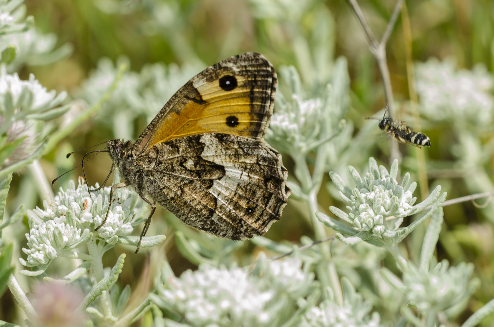 Rostbinde (Hipparchia semele)