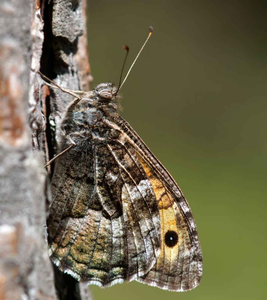 Rostbinde - Hipparchia semele